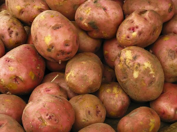 Картофель Картофель