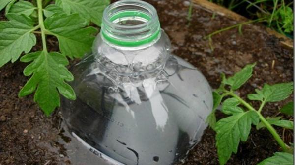 глубокий полив при помощи пластиковых бутылок глубокий полив при помощи пластиковых бутылок