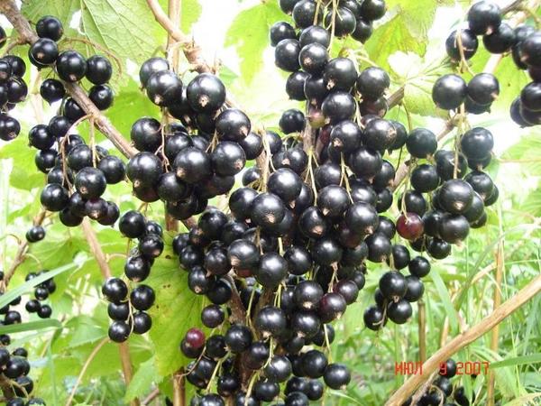 сорт черной смородины багира сорт черной смородины багира