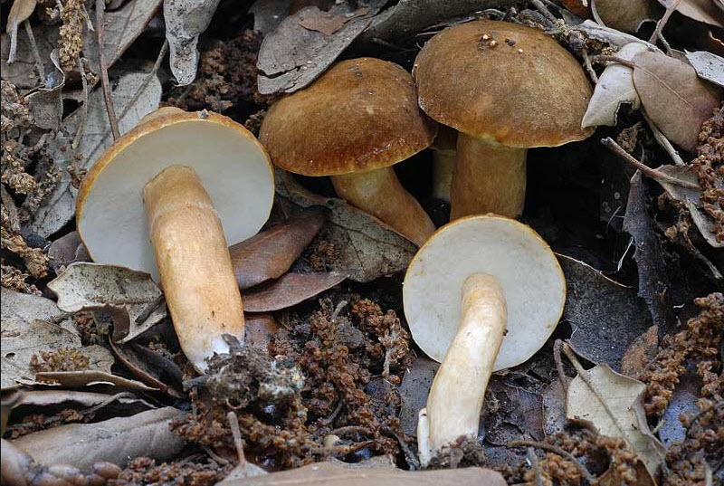 Каштановый гриб (Gyroporus castaneus) Каштановый гриб (Gyroporus castaneus)