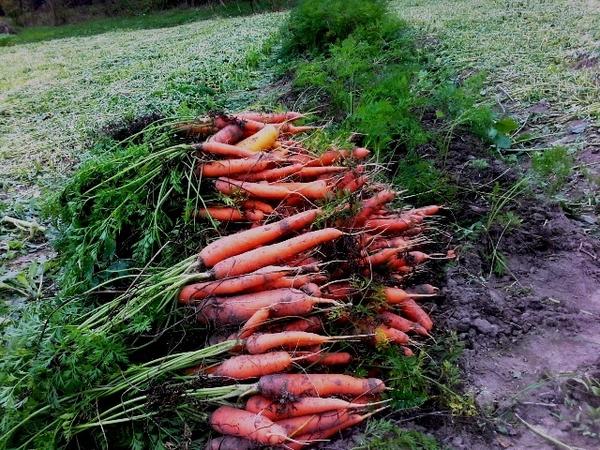 Урожай моркови сорта Нантская 4 Урожай моркови сорта Нантская 4