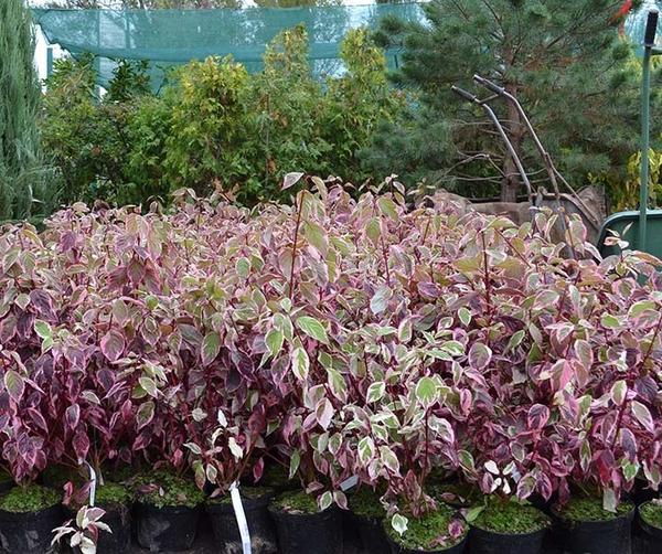 Дерен белый Sibirica Variegata