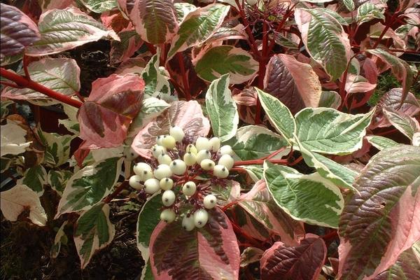 Дерен белый Sibirica Variegata цветет необильно, зато морозостоек
