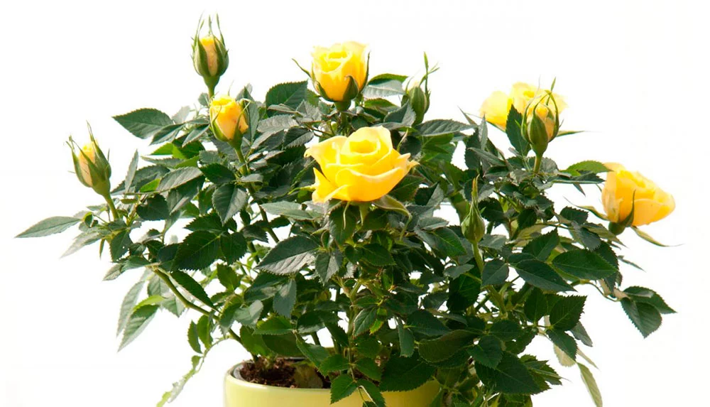 комнатная роза